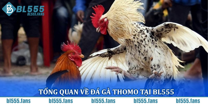 Tổng quan về đá gà Thomo tại BL555