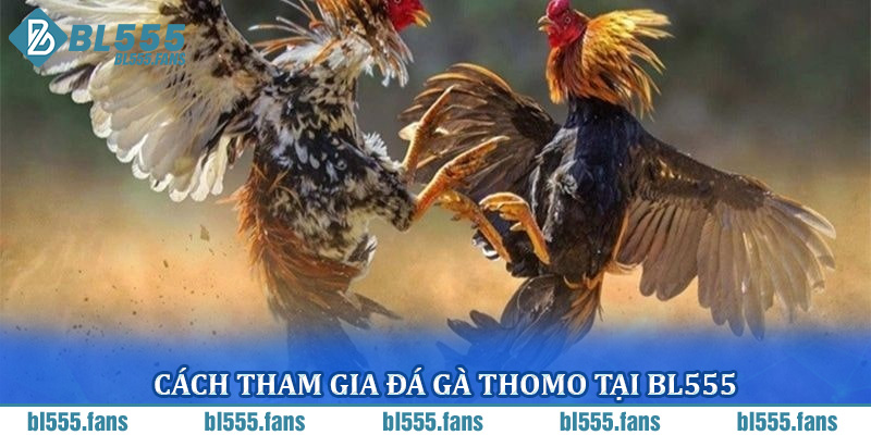Cách tham gia đá gà Thomo tại BL555