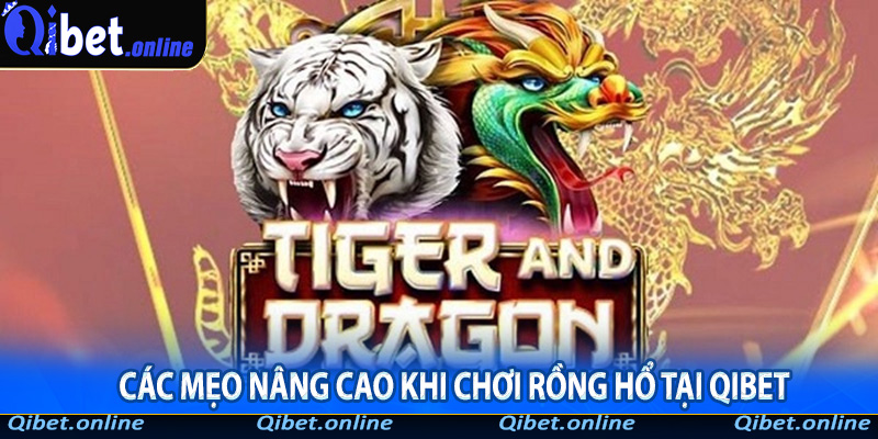 Các mẹo nâng cao khi chơi Rồng Hổ tại Qibet