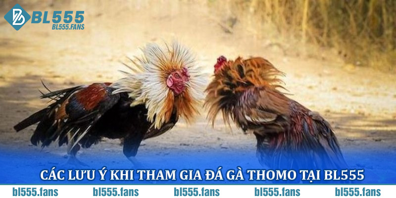 Các lưu ý khi tham gia đá gà Thomo tại BL555