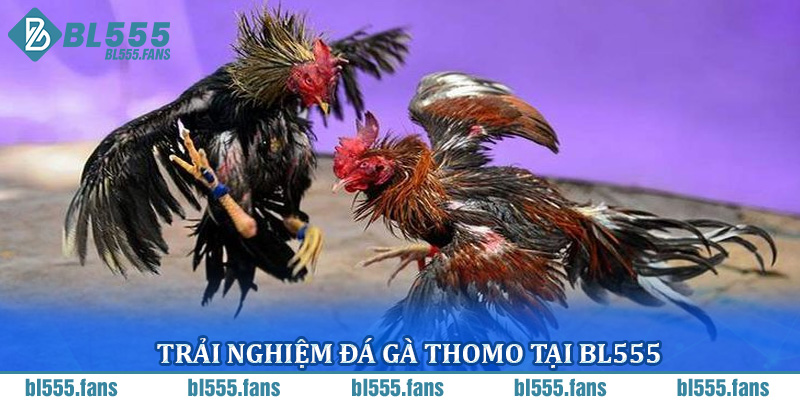 Đá gà Thomo tại BL555